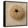 Sepia Shell III-Judy Stalus-Framed Stretched Canvas