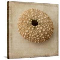 Sepia Shell III-Judy Stalus-Stretched Canvas