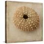 Sepia Shell III-Judy Stalus-Stretched Canvas