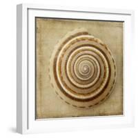 Sepia Shell V-Judy Stalus-Framed Art Print