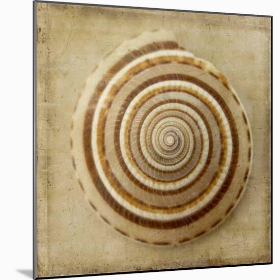 Sepia Shell V-Judy Stalus-Mounted Art Print