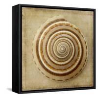 Sepia Shell V-Judy Stalus-Framed Stretched Canvas