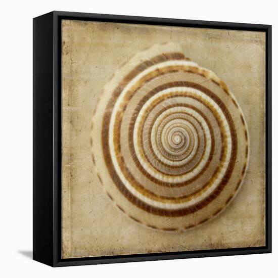 Sepia Shell V-Judy Stalus-Framed Stretched Canvas