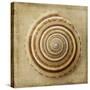 Sepia Shell V-Judy Stalus-Stretched Canvas