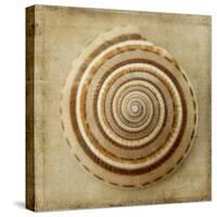 Sepia Shell V-Judy Stalus-Stretched Canvas