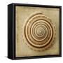 Sepia Shell V-Judy Stalus-Framed Stretched Canvas