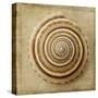 Sepia Shell V-Judy Stalus-Stretched Canvas