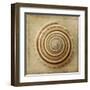 Sepia Shell V-Judy Stalus-Framed Art Print