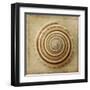 Sepia Shell V-Judy Stalus-Framed Art Print