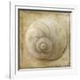 Sepia Shell VI-Judy Stalus-Framed Art Print