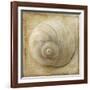 Sepia Shell VI-Judy Stalus-Framed Art Print