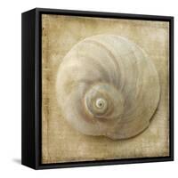 Sepia Shell VI-Judy Stalus-Framed Stretched Canvas