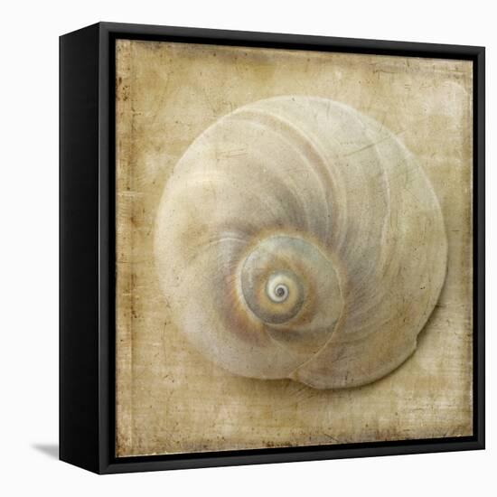 Sepia Shell VI-Judy Stalus-Framed Stretched Canvas