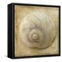 Sepia Shell VI-Judy Stalus-Framed Stretched Canvas