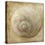 Sepia Shell VI-Judy Stalus-Stretched Canvas