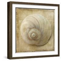 Sepia Shell VI-Judy Stalus-Framed Art Print