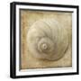 Sepia Shell VI-Judy Stalus-Framed Art Print