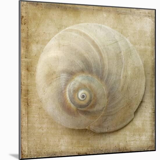 Sepia Shell VI-Judy Stalus-Mounted Art Print