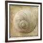 Sepia Shell VI-Judy Stalus-Framed Art Print