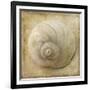 Sepia Shell VI-Judy Stalus-Framed Art Print