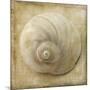 Sepia Shell VI-Judy Stalus-Mounted Art Print