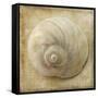 Sepia Shell VI-Judy Stalus-Framed Stretched Canvas