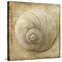 Sepia Shell VI-Judy Stalus-Stretched Canvas