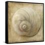 Sepia Shell VI-Judy Stalus-Framed Stretched Canvas