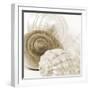 Sepia Shells-Tom Quartermaine-Framed Giclee Print