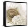 Sepia Shells-Tom Quartermaine-Framed Stretched Canvas