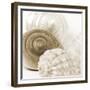 Sepia Shells-Tom Quartermaine-Framed Giclee Print