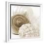 Sepia Shells-Tom Quartermaine-Framed Giclee Print