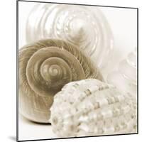 Sepia Shells-Tom Quartermaine-Mounted Giclee Print