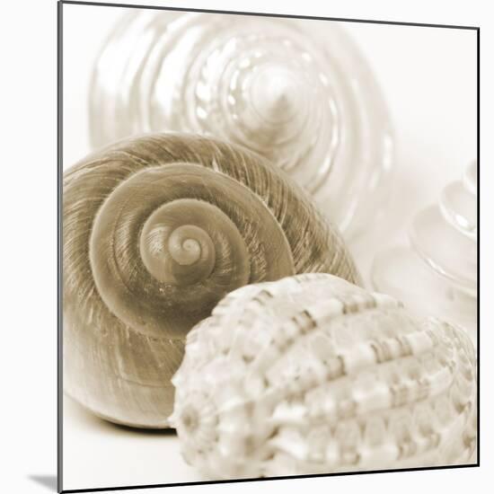 Sepia Shells-Tom Quartermaine-Mounted Giclee Print