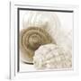 Sepia Shells-Tom Quartermaine-Framed Giclee Print