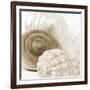 Sepia Shells-Tom Quartermaine-Framed Giclee Print