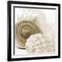 Sepia Shells-Tom Quartermaine-Framed Giclee Print