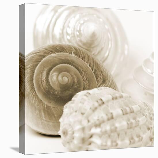 Sepia Shells-Tom Quartermaine-Stretched Canvas
