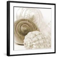 Sepia Shells-Tom Quartermaine-Framed Giclee Print