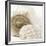 Sepia Shells-Tom Quartermaine-Framed Giclee Print