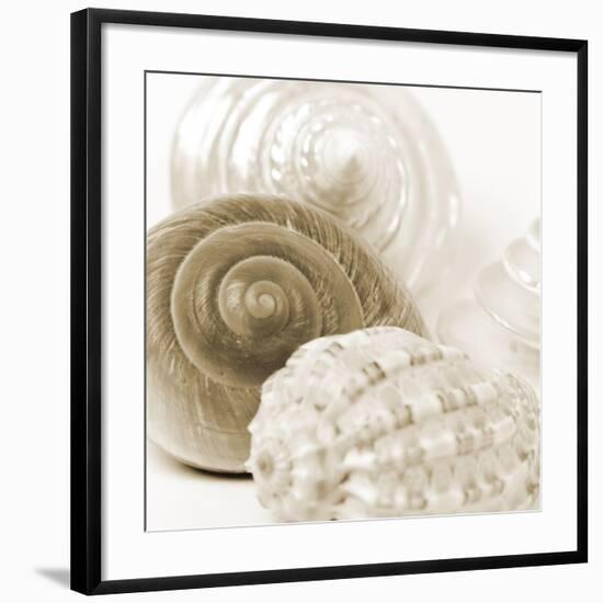 Sepia Shells-Tom Quartermaine-Framed Giclee Print