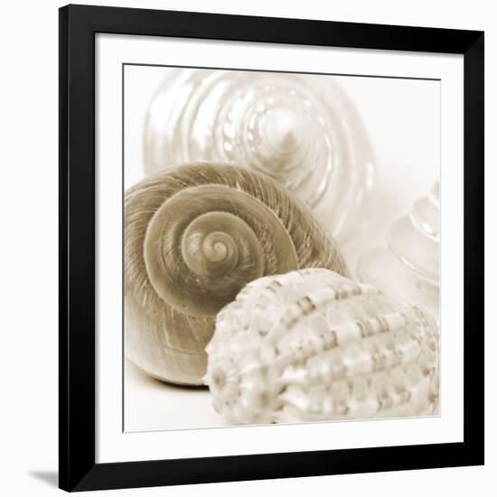 Sepia Shells-Tom Quartermaine-Framed Giclee Print