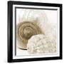 Sepia Shells-Tom Quartermaine-Framed Giclee Print