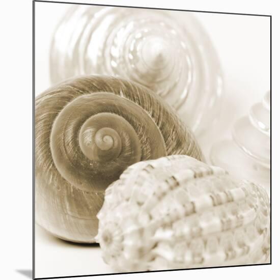 Sepia Shells-Tom Quartermaine-Mounted Giclee Print