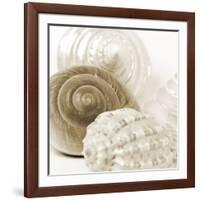 Sepia Shells-Tom Quartermaine-Framed Giclee Print