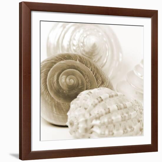 Sepia Shells-Tom Quartermaine-Framed Giclee Print