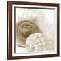Sepia Shells-Tom Quartermaine-Framed Giclee Print