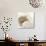 Sepia Shells-Tom Quartermaine-Premium Giclee Print displayed on a wall