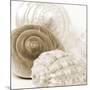 Sepia Shells-Tom Quartermaine-Mounted Premium Giclee Print