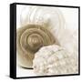 Sepia Shells-Tom Quartermaine-Framed Stretched Canvas